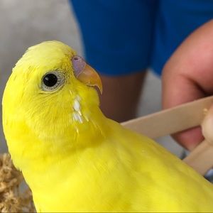 Meet your Posher, Kylee